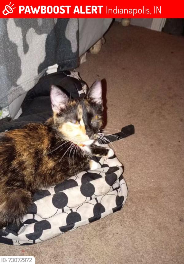 Lost Female Cat last seen Monument circle downtown, Indianapolis, IN 46204