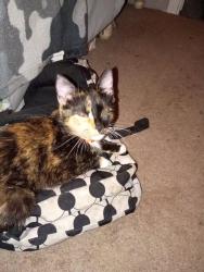 Lost Female Cat last seen Monument circle downtown, Indianapolis, IN 46204