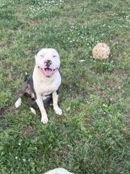 Lost Male Dog last seen Lee Hwy, Ballard Dr, Chattanooga, TN 37421