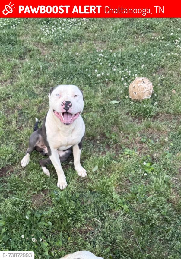 Lost Male Dog last seen Lee Hwy, Ballard Dr, Chattanooga, TN 37421