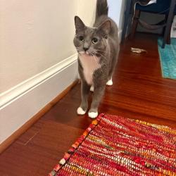 Reunited Female Cat last seen California and 18th St NW, Washington, DC 20009