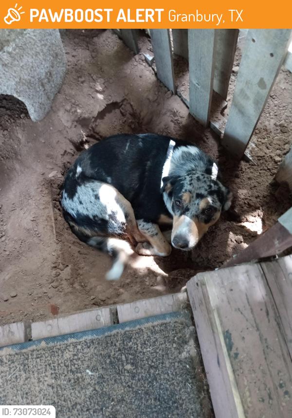 Found/Stray Female Dog last seen Rhea Rd, Granbury, TX 76049
