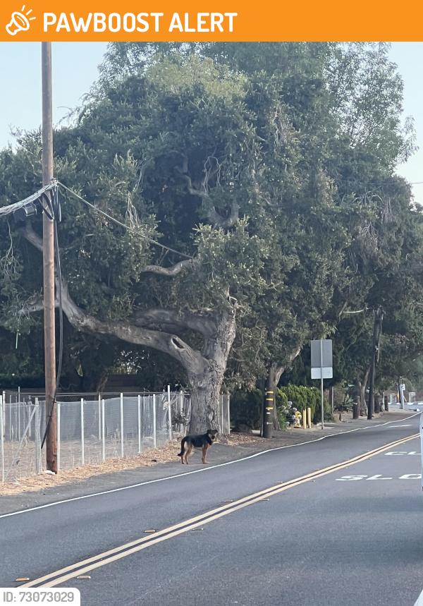 Found/Stray Unknown Dog last seen Las Lomitas Dr., Hacienda Heights, CA 91745