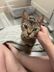 Found/Stray Female Cat last seen Norran Dr between Perkins and Corwin, Rochester, NY 14609