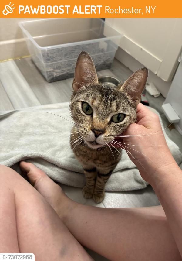 Found/Stray Female Cat last seen Norran Dr between Perkins and Corwin, Rochester, NY 14609