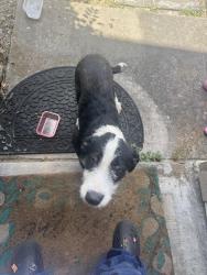 Found/Stray Male Dog last seen Winkler Street, Houston, TX 77017