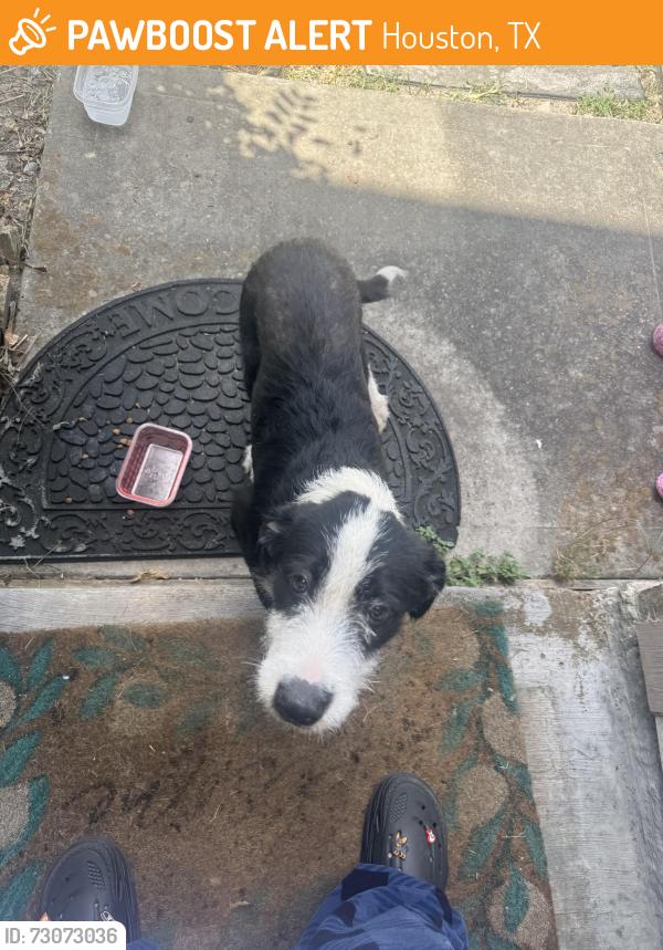 Found/Stray Male Dog last seen Winkler Street, Houston, TX 77017