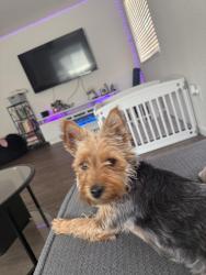 Found/Stray Female Dog last seen 7th st, Reno, NV 89503