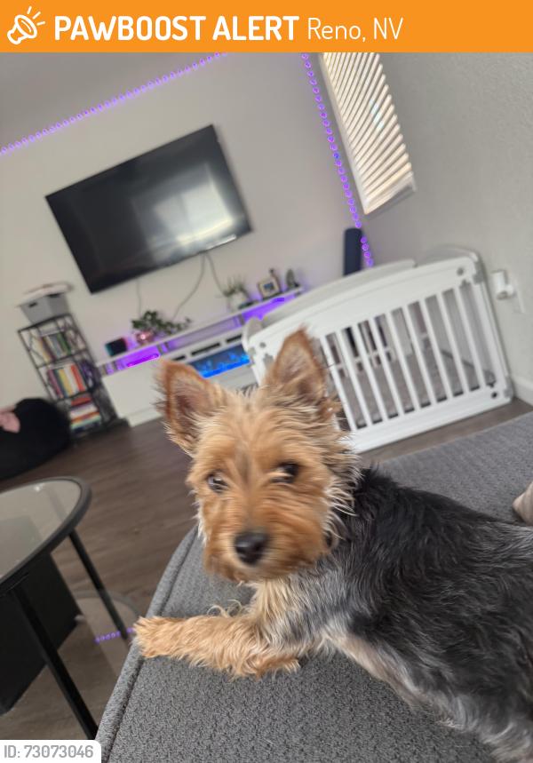 Found/Stray Female Dog last seen 7th st, Reno, NV 89503