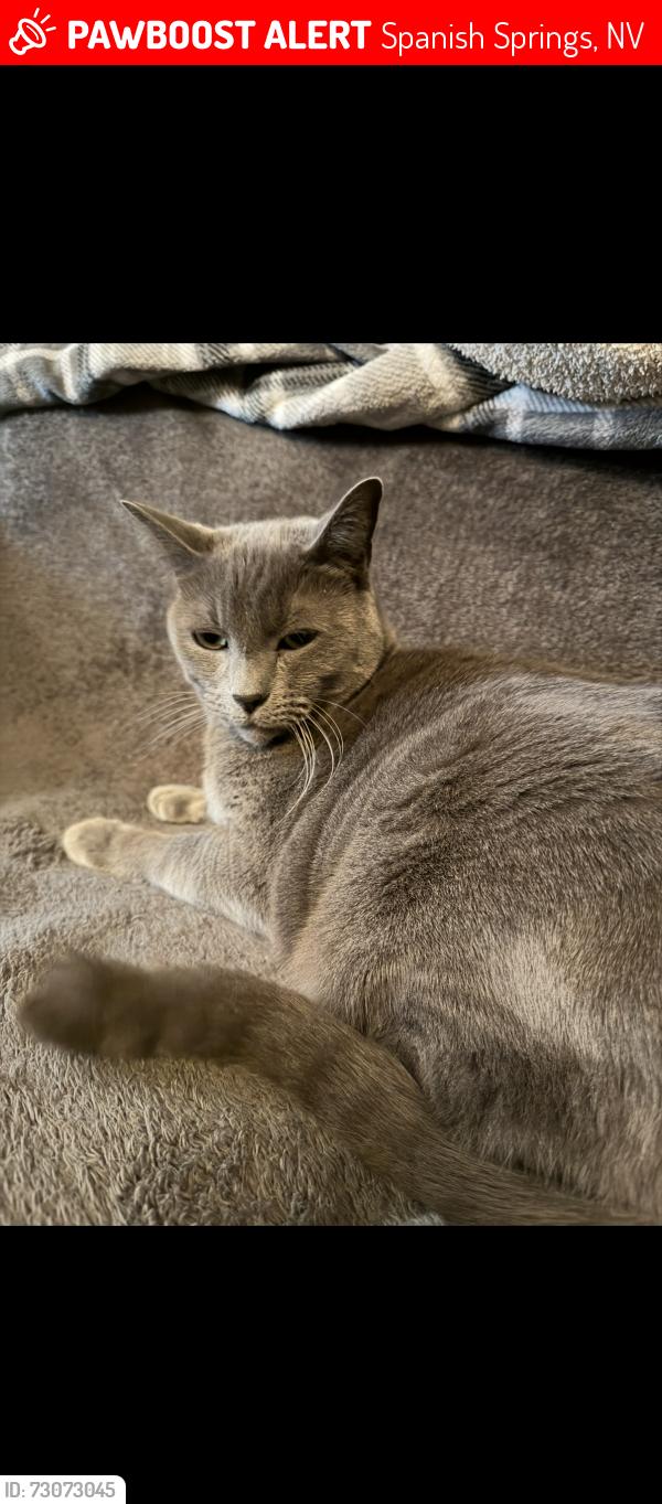 Lost Male Cat last seen Goldeneye pkwy, Spanish Springs, NV 89441