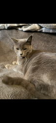 Lost Male Cat last seen Goldeneye pkwy, Spanish Springs, NV 89441