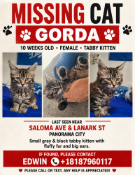 Reunited Female Cat last seen Saloma and Lanark, Los Angeles, CA 91402
