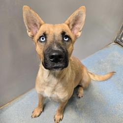 Shelter Stray Female Dog last seen , 2451 N Expressway 281, Edinburg, TX 78541, USA