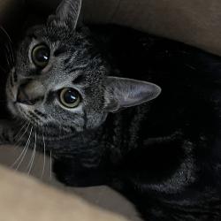 Shelter Stray Female Cat last seen , Animal Care & Control Team of Philly, 111 W Hunting Park Ave, Philadelphia, PA 19140, USA
