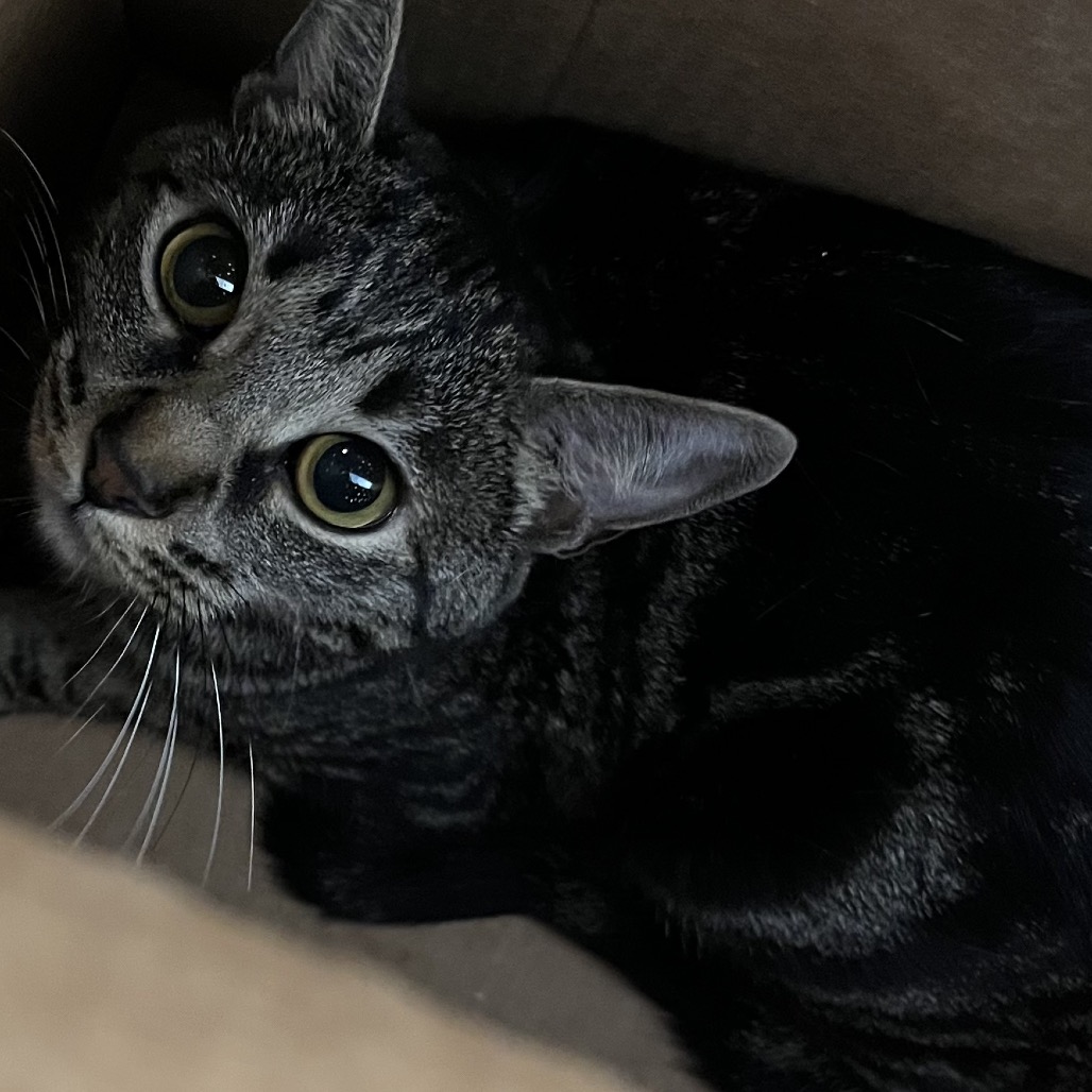 Shelter Stray Female Cat last seen , Animal Care & Control Team of Philly, 111 W Hunting Park Ave, Philadelphia, PA 19140, USA
