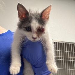 Shelter Stray Female Cat last seen , 328 Furman Hall Rd, Greenville, SC 29609, USA