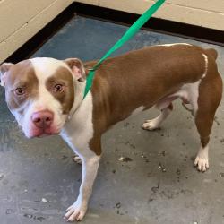 Shelter Stray Male Dog last seen , 2350 Appling City Cove, Memphis, TN 38133, USA