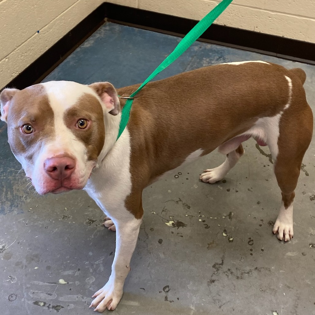 Shelter Stray Male Dog last seen , 2350 Appling City Cove, Memphis, TN 38133, USA