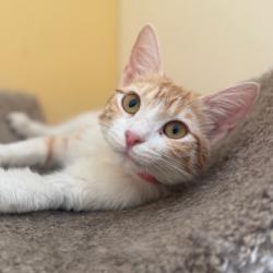 Shelter Stray Female Cat last seen , 2350 Appling City Cove, Memphis, TN 38133, USA