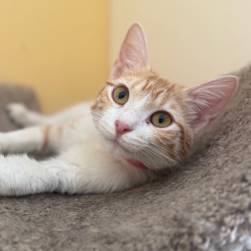 Shelter Stray Female Cat last seen , 2350 Appling City Cove, Memphis, TN 38133, USA
