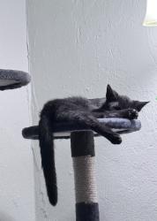 Reunited Female Cat last seen Veronica Shoemaker and Edison Ave I live down from Dunbar High School, Fort Myers, FL 33916