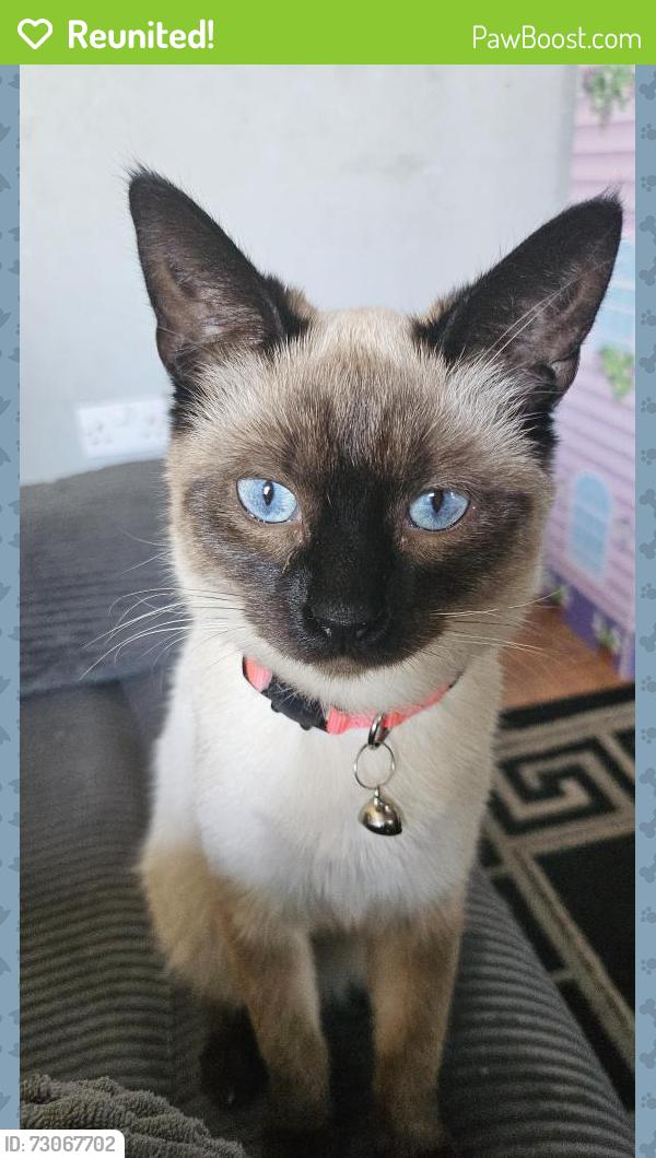 Reunited Female Cat last seen Toynbee road , Bristol City, England BS4