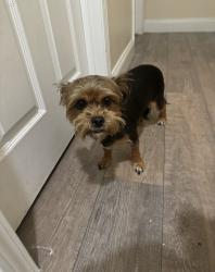 Lost Female Dog last seen Candia Ave & Vega St, Bakersfield, CA 93307