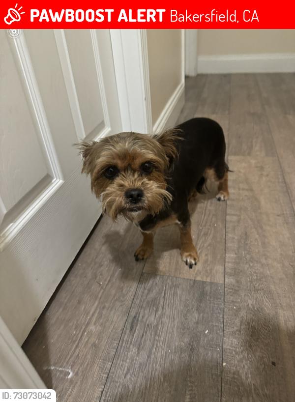 Lost Female Dog last seen Candia Ave & Vega St, Bakersfield, CA 93307
