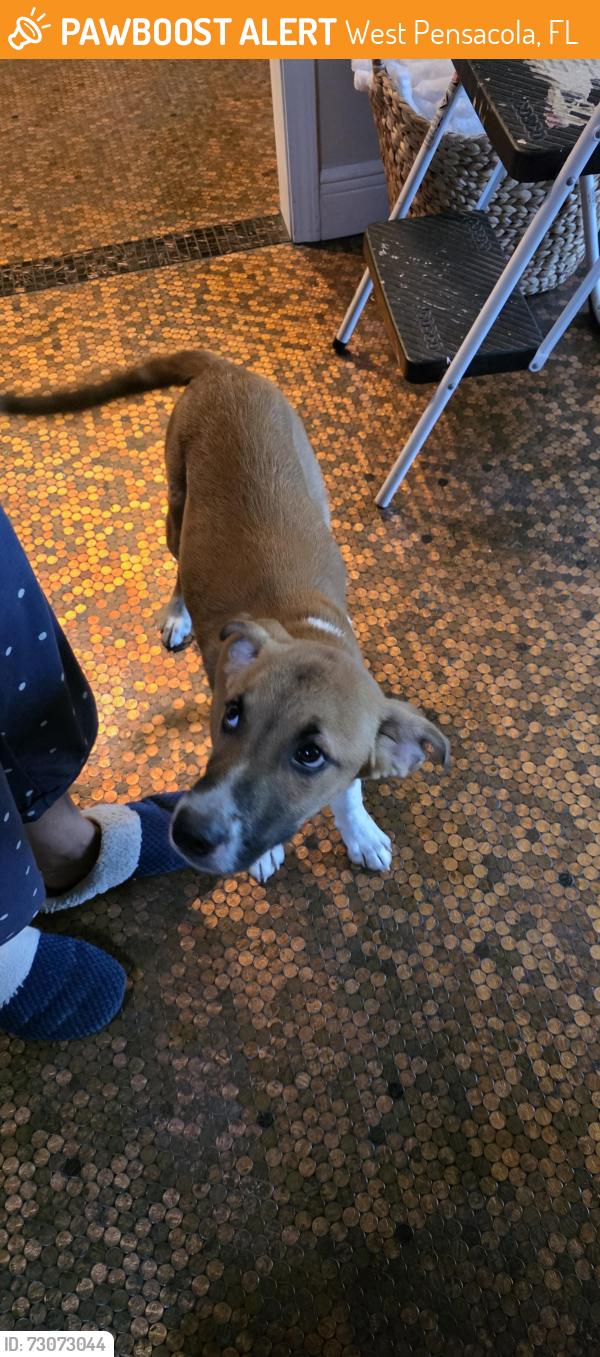 Found/Stray Male Dog last seen 52nd and Fairfield Dr, West Pensacola, FL 32506