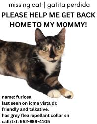 Lost Female Cat last seen Drake park, Long Beach, CA 90813