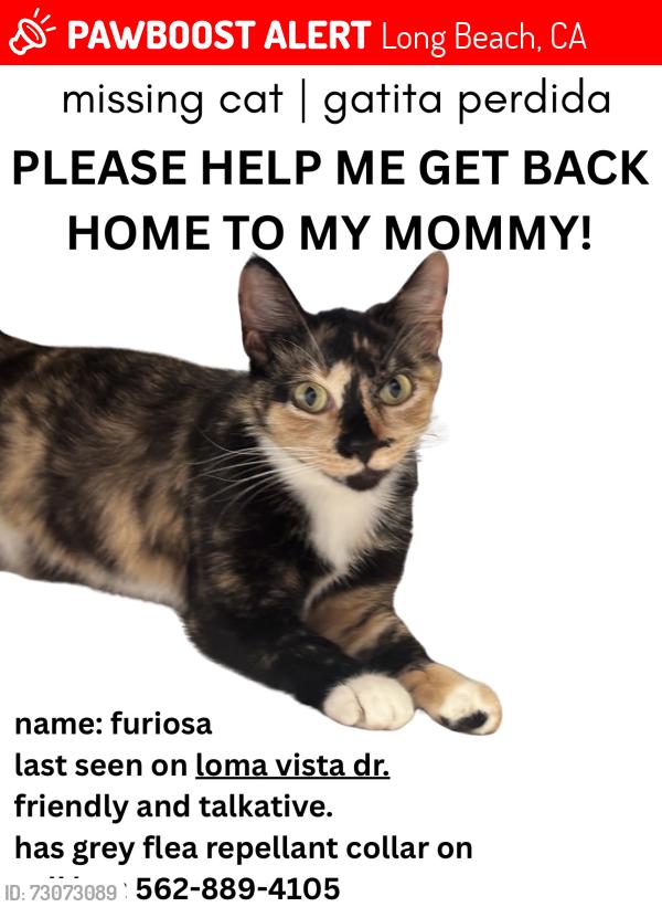 Lost Female Cat last seen Drake park, Long Beach, CA 90813