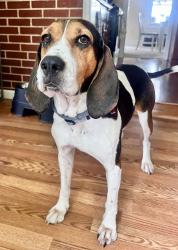 Reunited Female Dog last seen Near Goose Lane Farm, Sinking Spring, PA 19608