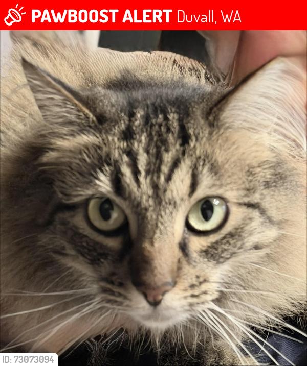 Lost Female Cat last seen 2nd & Virginia St Duvall, Duvall, WA 98019