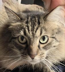 Lost Female Cat last seen 2nd & Virginia St Duvall, Duvall, WA 98019