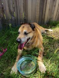 Reunited Unknown Dog last seen nw 140th, Edmond, OK 73013