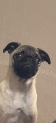 Reunited Female Dog last seen Beckleycrest &beckleymead, Dallas, TX 75232
