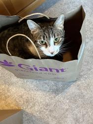 Reunited Male Cat last seen Brad Drive and Bauer Drive , Rockville, MD 20853