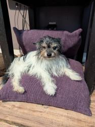 Reunited Male Dog last seen Malcom , Pittsburgh, PA 15214