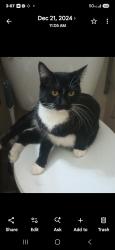 Lost Female Cat last seen 40th street and 27th ave south, Minneapolis, MN 55406