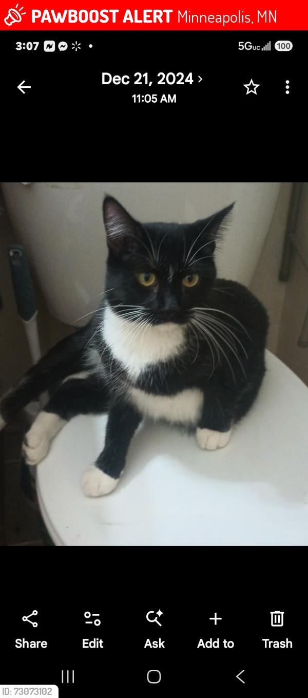 Lost Female Cat last seen 40th street and 27th ave south, Minneapolis, MN 55406