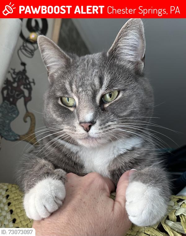 Lost Male Cat last seen Wetheral ests, Chester Springs, PA 19425