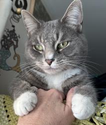 Lost Male Cat last seen Wetheral ests, Chester Springs, PA 19425
