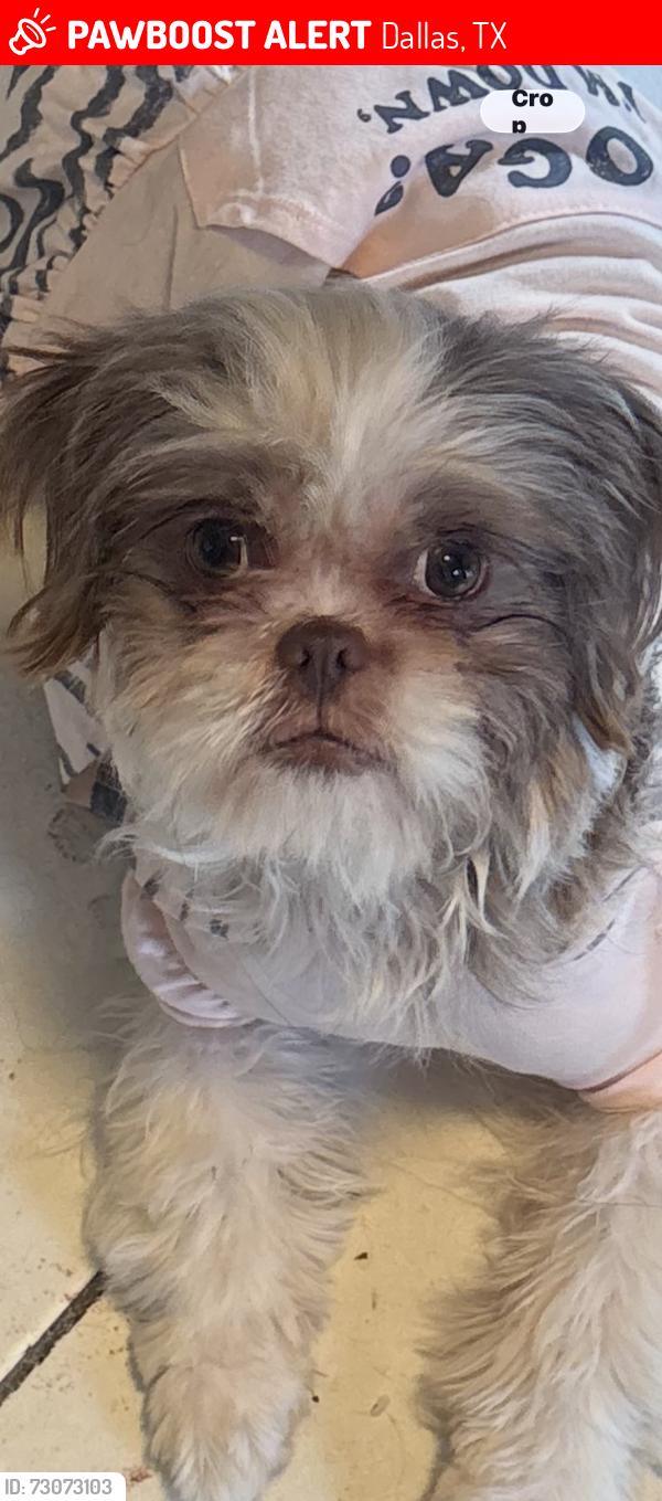 Lost Female Dog last seen Beckleycrest & beckleymead, Dallas, TX 75232