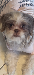 Lost Female Dog last seen Beckleycrest & beckleymead, Dallas, TX 75232