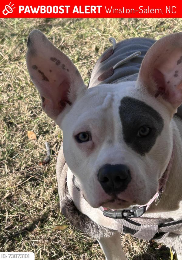 Lost Female Dog last seen Near, Winston-Salem, NC 27108