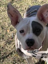 Lost Female Dog last seen Near, Winston-Salem, NC 27108
