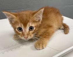 Shelter Stray Male Cat last seen Midwest City, 8485 E Reno Ave, Midwest City, OK 73110, USA