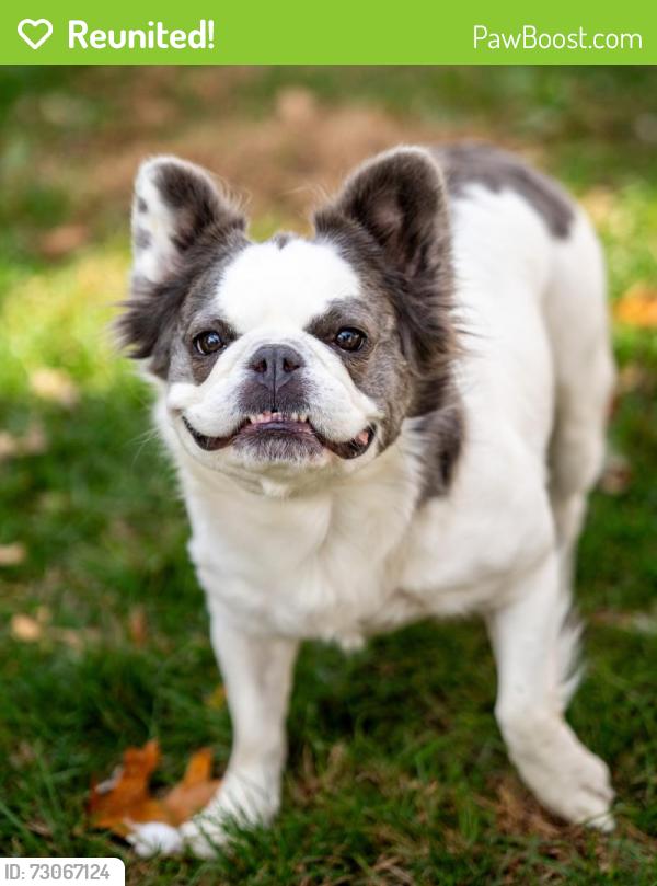 Reunited Female Dog last seen Price Street, Pottstown, PA 19464