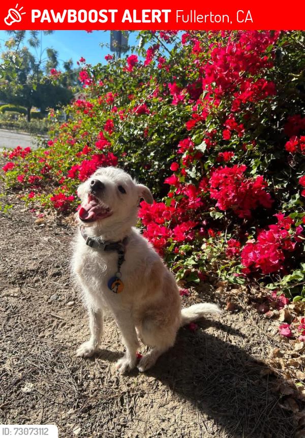 Lost Male Dog last seen Orangethorpe and Lemon st, Fullerton, CA 92832
