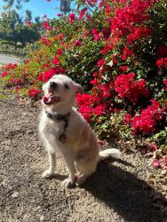 Lost Male Dog last seen Orangethorpe and Lemon st, Fullerton, CA 92832